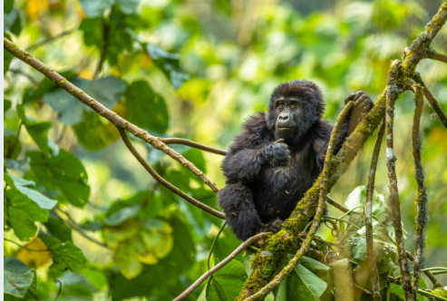 Bwenge Gorilla Family offers unforgettable trekking adventures, cultural encounters, and conservation experiences deep within Uganda’s lush Bwindi rainforest.