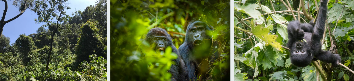 Bwenge Gorilla Family resting peacefully in Bwindi forest surrounded by dense greenery, showcasing Uganda’s rich wildlife and natural beauty.